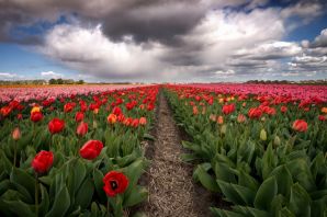 Красивые картинки поле тюльпанов