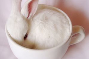 Доброе утро картинки с кроликом