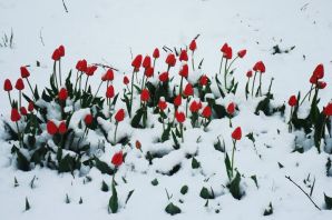 Картинки тюльпаны в снегу красивые