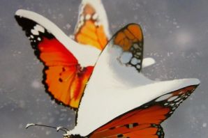 Картинки доброе утро с бабочками
