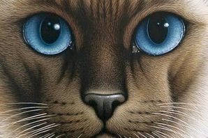 Глаза кошки картинки
