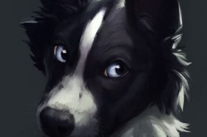 Картинка собака черно белая