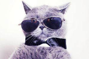 Картинка кот в очках на заставку