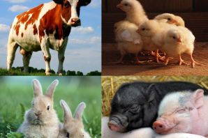 Сельскохозяйственные животные картинки