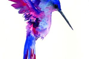 Картинка колибри птица