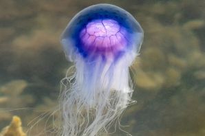 Картинка медузы черного моря