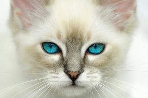 Картинки белых кошек с голубыми глазами