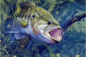 Картинки рыбы речные