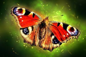 Бабочка павлиний глаз картинка