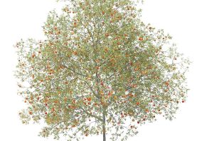 Абрикос дерево картинка