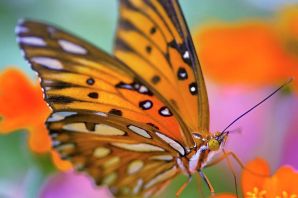 Бабочки оранжевые картинки