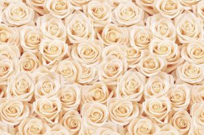Розы кремовые картинки