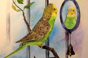 Картинки волнистых попугаев