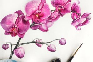 Картинки цветы орхидеи
