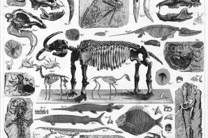 Палеонтология в картинках