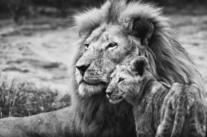 Лев и львица картинки черно белые