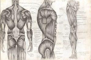 Мышцы спины человека картинки