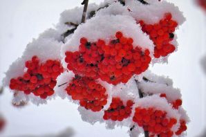 Красивые картинки рябина в снегу
