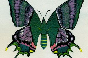 Картинки для срисовки бабочки