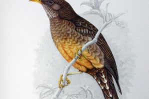 Картинка дрозда птицы