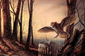 Картинки сова в лесу