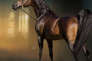 Картинки лошадей арабской породы