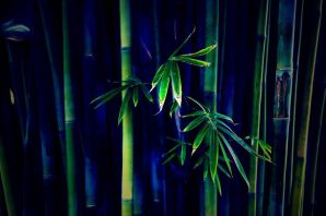 Картинка бамбуковый лес