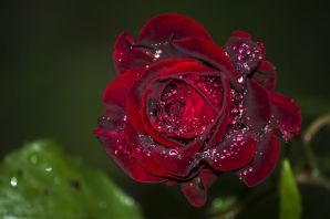 Картинки роза в капельках росы