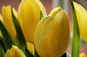 Цветы желтые тюльпаны картинки