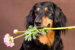 Собака с цветком в зубах картинки