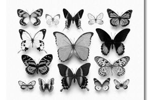Красивые картинки черные бабочки