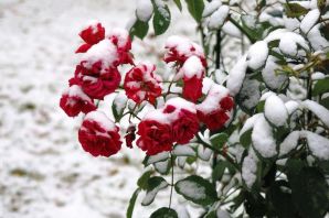 Розы на снегу картинки красивые
