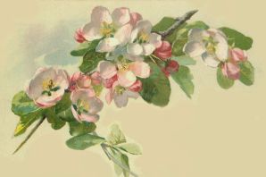Цветы яблони картинки нарисованные