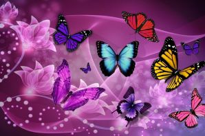 Красивые бабочки картинки на экран
