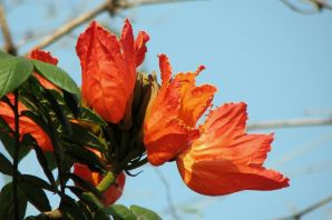 Тюльпановое дерево картинки
