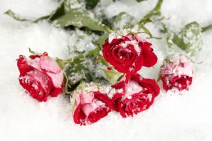 Розы на снегу картинки
