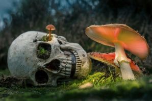 Картинки ядовитые грибы и растения