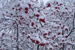 Рябина дерево зимой картинки