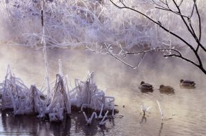 Картинки зима пруд