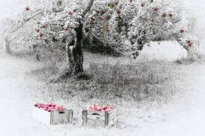 Картинки яблоня зимой