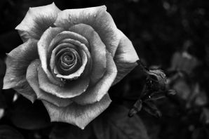 Красивые цветы черно белые картинки