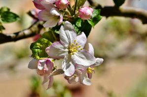 Картинка цветущей ветки яблони