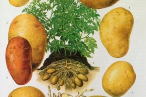 Семена картофеля картинки
