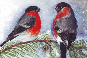 Картинки снегири самка и самец