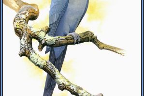 Картинки ожерелового попугая