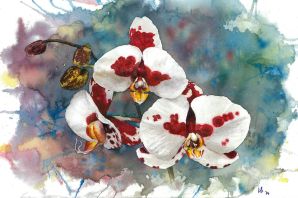 Картинки орхидеи