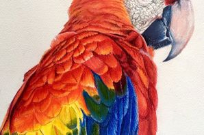 Разноцветные попугаи картинки