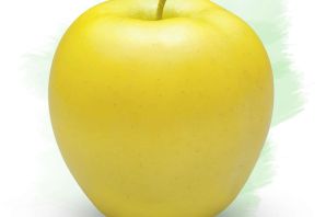 Желтое яблоко картинка