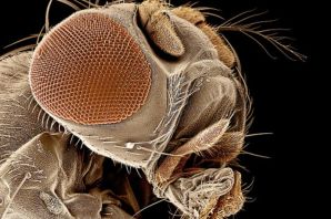 Муха под микроскопом картинки