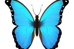 Синяя бабочка картинка